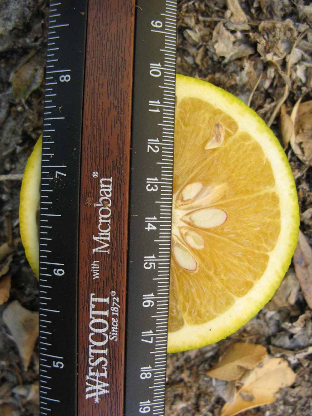            Fruit cross-section (Winter Haven, FL)   